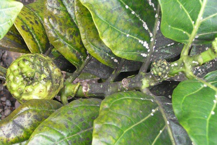 Flétrissement verticillaire