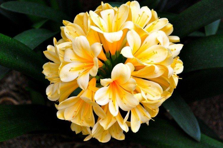 Clivia