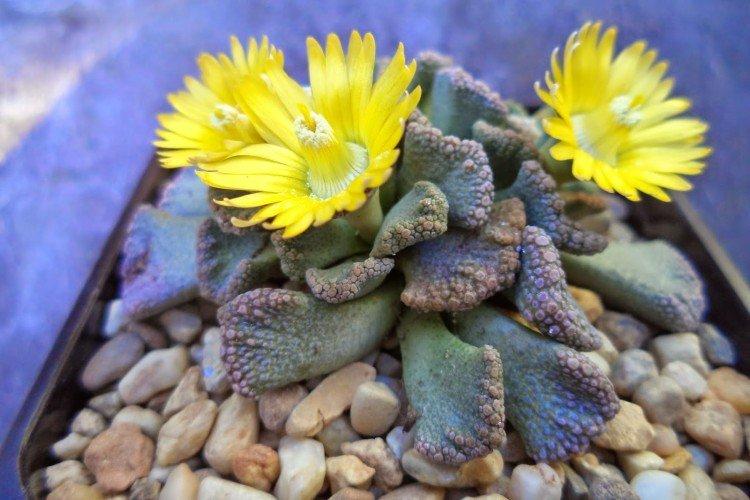Titanopsis