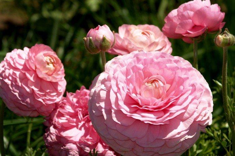 caractéristiques générales