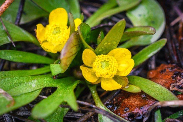 Lutte contre les parasites et les maladies