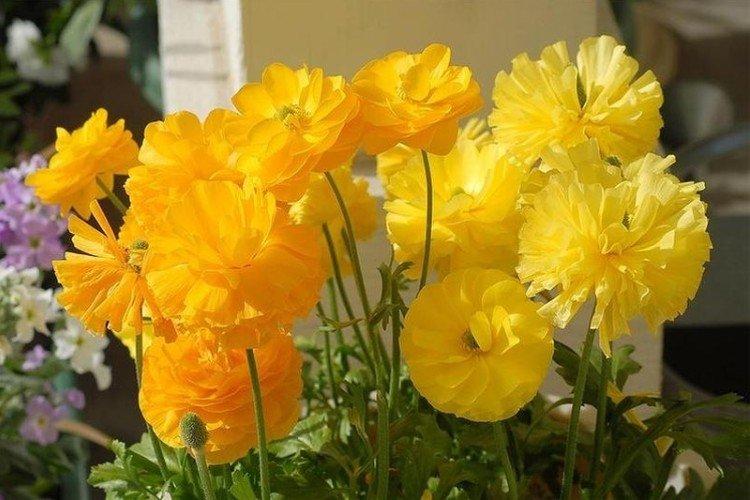 renoncule française