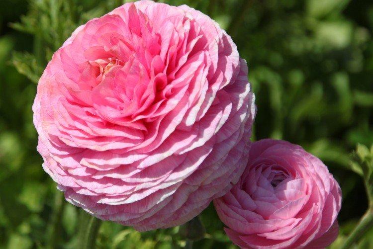 Renoncule pivoine
