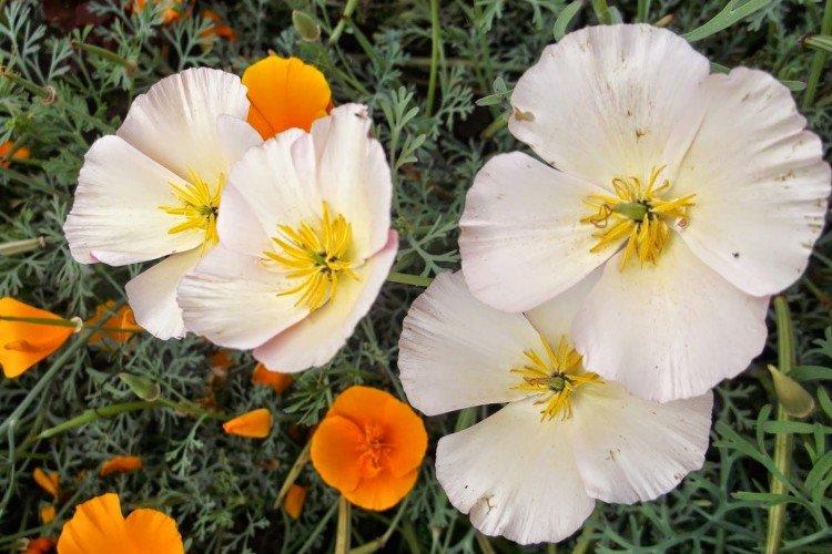 Lutte contre les parasites et les maladies