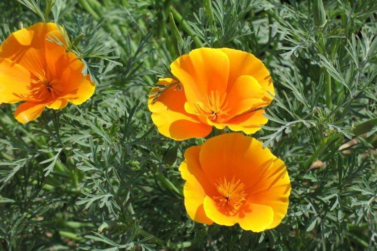 escholzia californienne