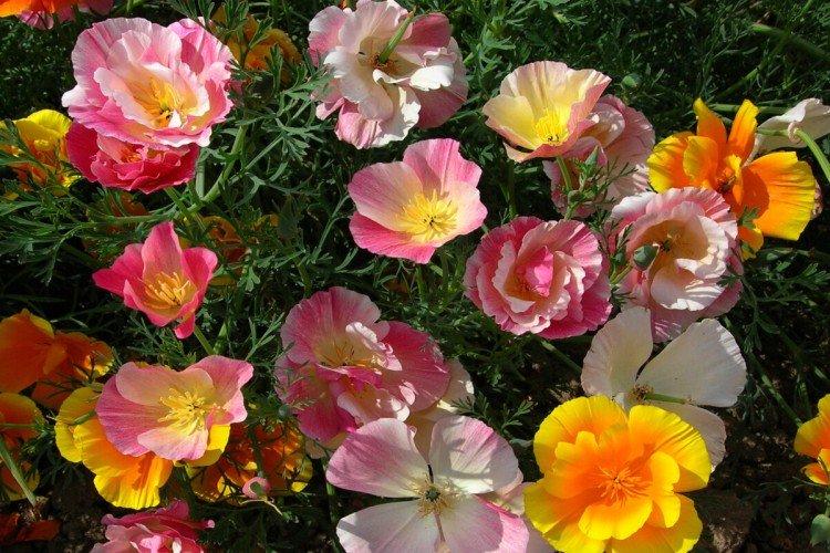 Ballerine Eschsholzia