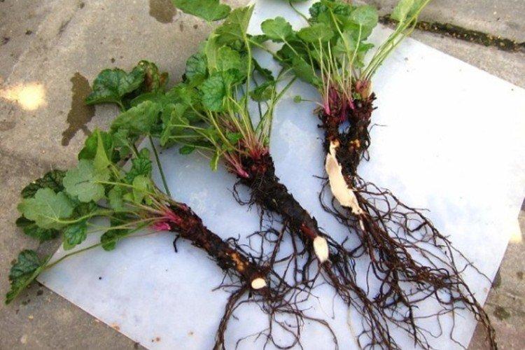 Plantation et reproduction d'Heuchera