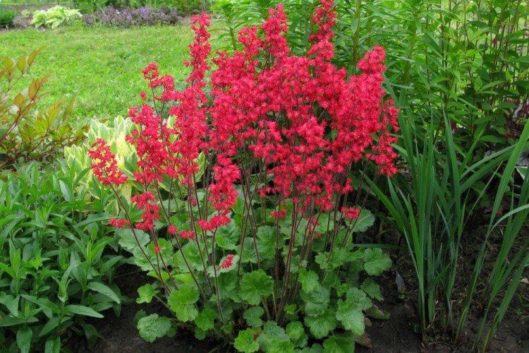 Heuchère rouge sang