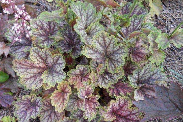 Heuchère américaine