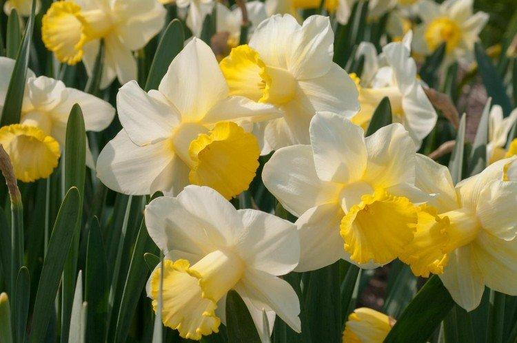 Jonquilles tubulaires