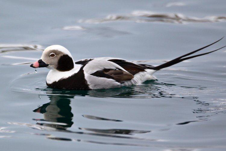 femme à longue queue