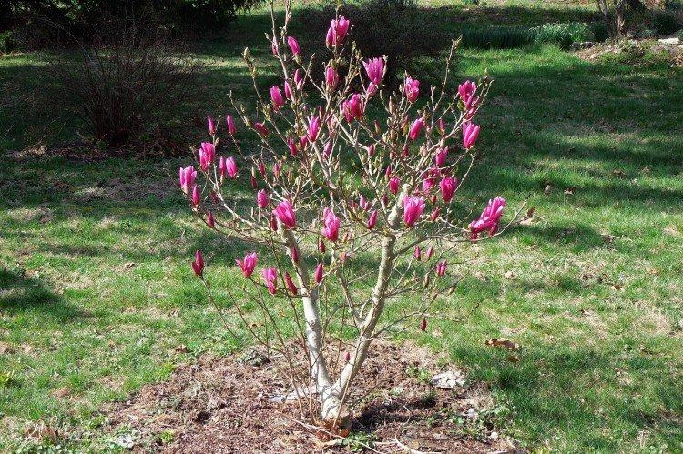 Plantation et sélection