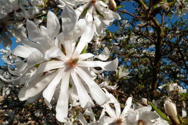 Magnolia - photo
