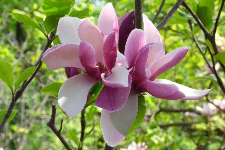 Magnolia - photo