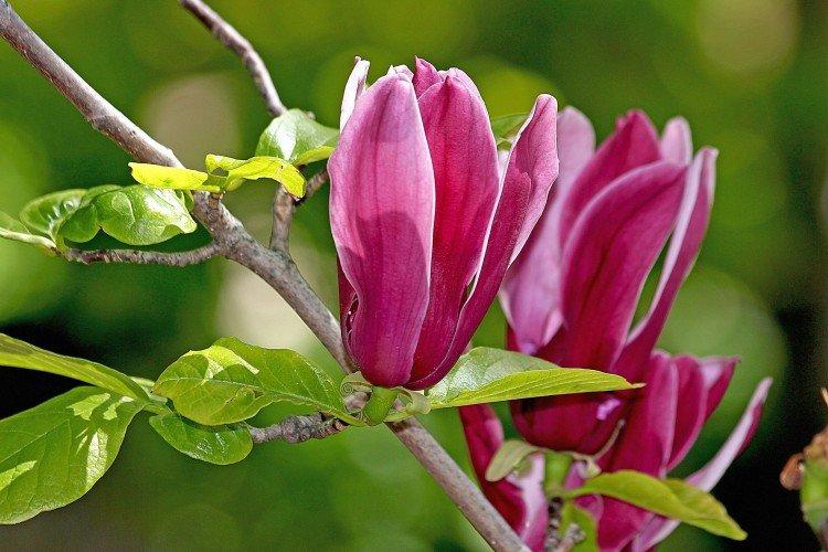 Magnolia - photo