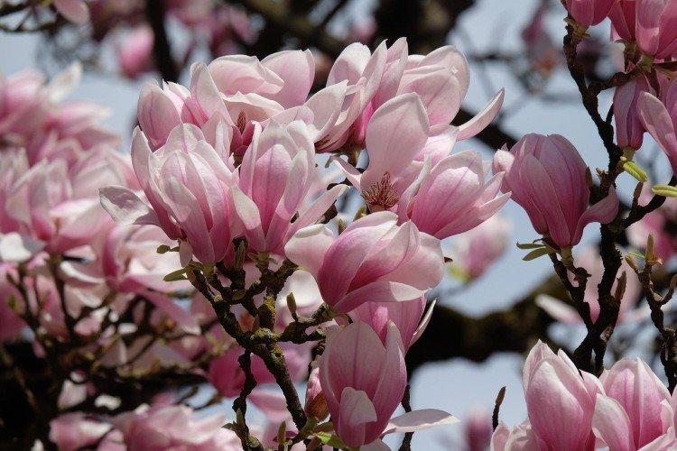 Magnolia - photo