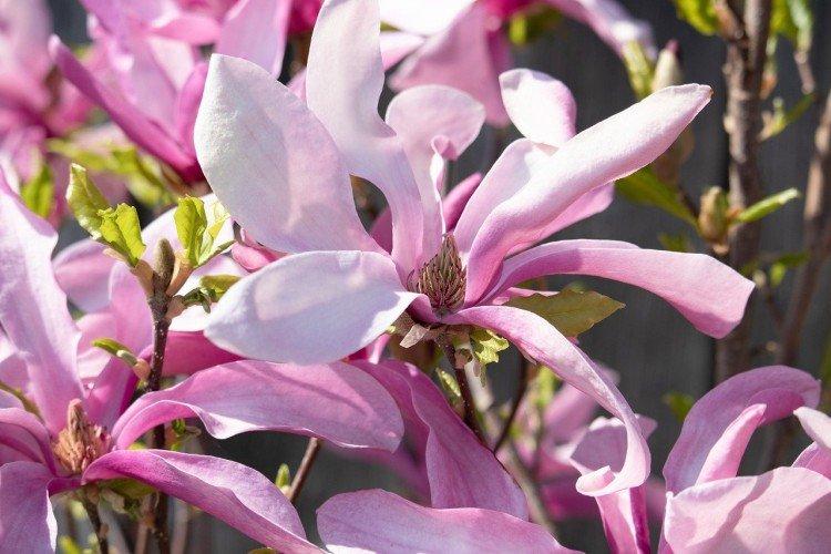 Magnolia - photo
