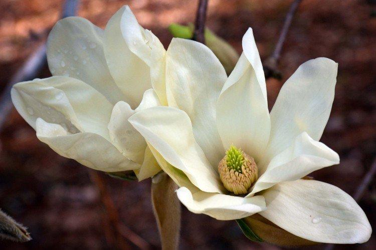 Magnolia - photo