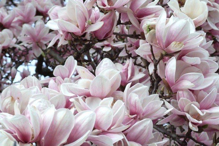 Magnolia - photo