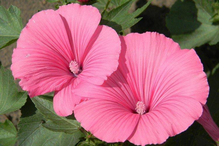 Lavater de trois mois