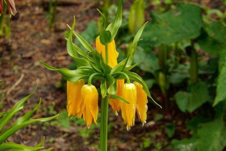 Lutte contre les parasites et les maladies