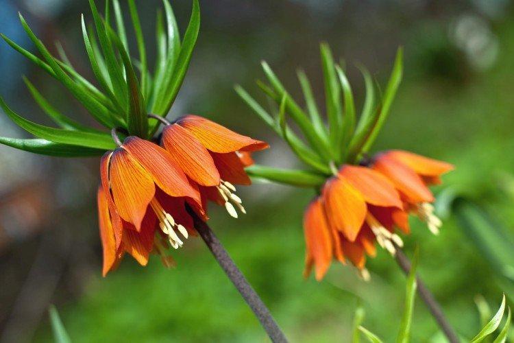 Tétras du noisetier - photo