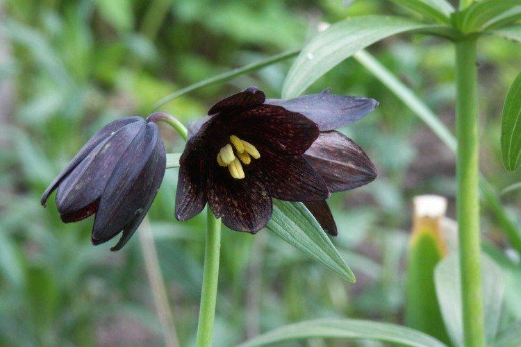 Tétras du noisetier - photo