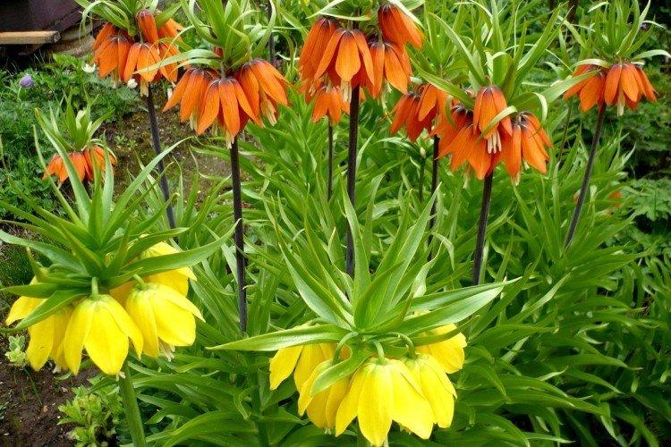 Tétras du noisetier impérial