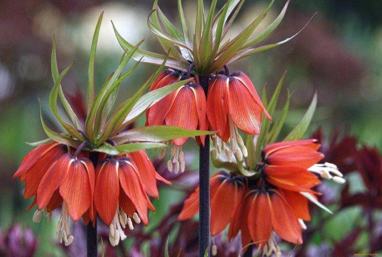 Tétras du noisetier - photo