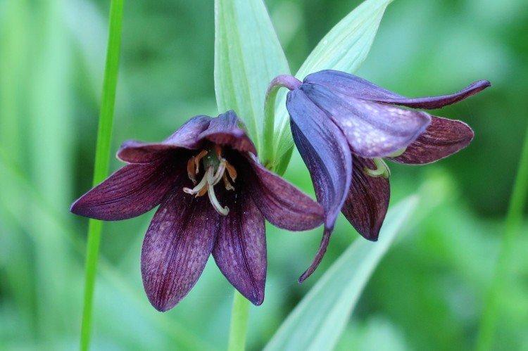 Tétras du noisetier - photo