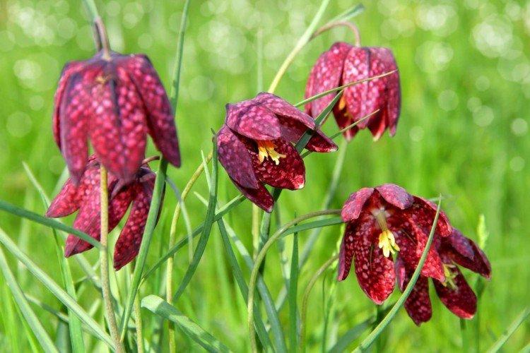 Tétras du noisetier - photo