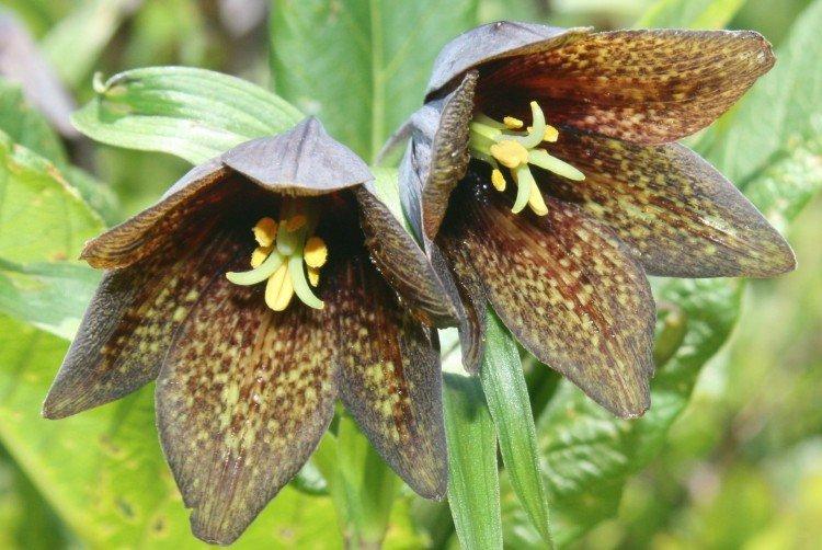 Tétras du noisetier - photo