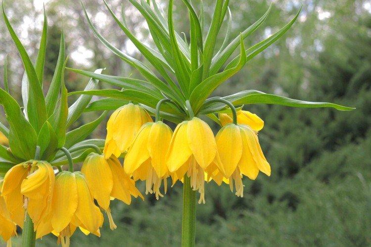 Tétras du noisetier - photo