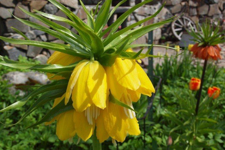 Tétras du noisetier - photo