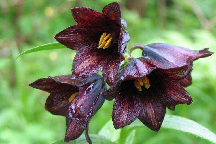 Tétras du noisetier - photo