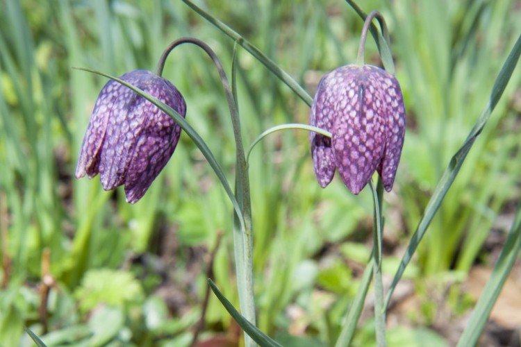 Tétras du noisetier - photo