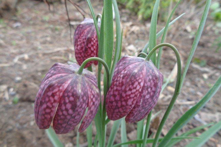 Tétras du noisetier - photo
