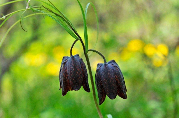 Tétras du noisetier - photo