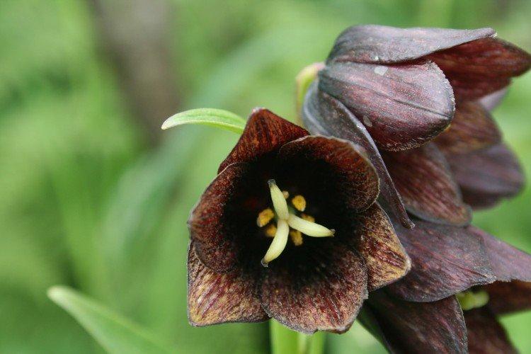 Tétras du noisetier - photo