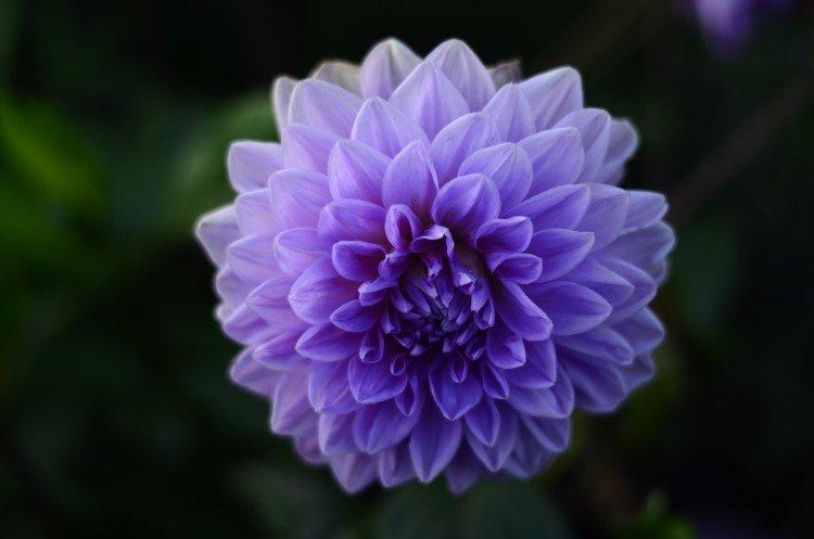 Dahlia