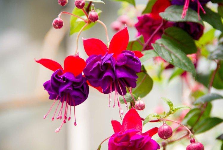 Fuchsia