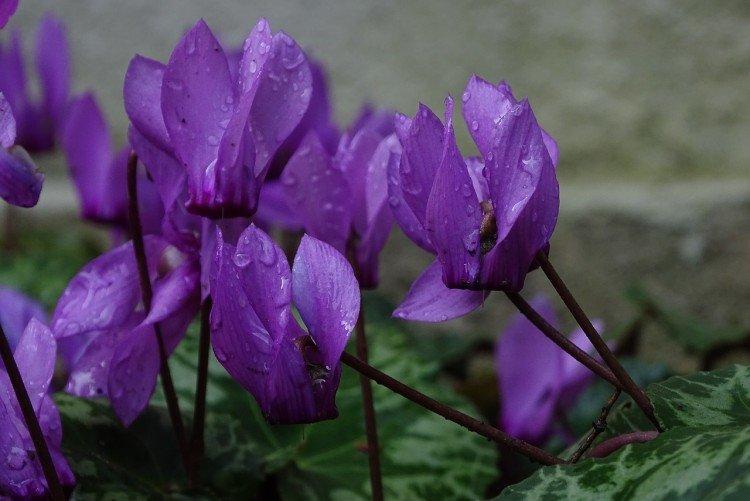 Cyclamen