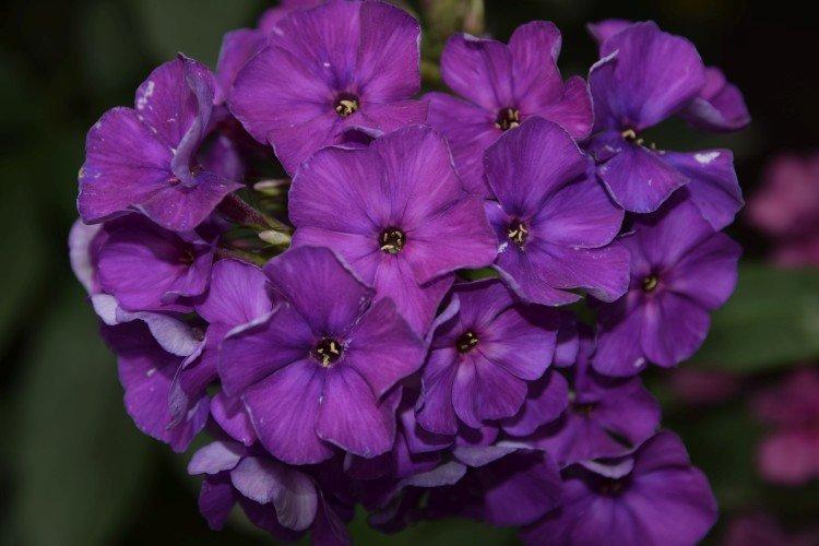 Phlox