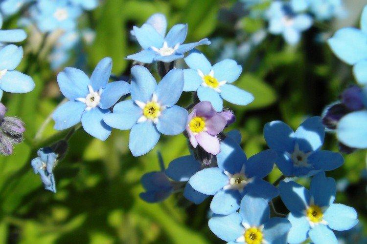 Forget-me-nots - photo