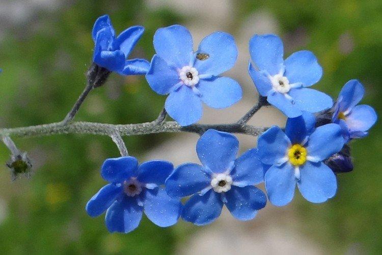 Forget-me-nots - photo