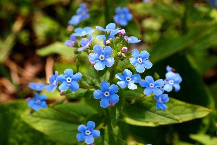 Forget-me-nots - photo
