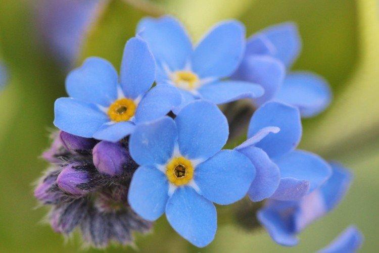 Forget-me-nots - photo