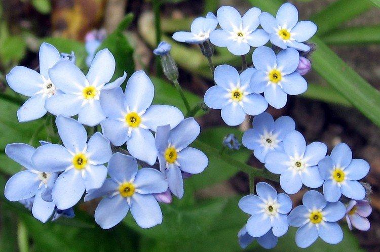 Forget-me-nots - photo