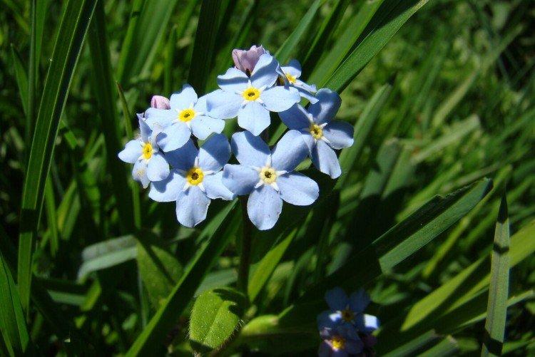 Forget-me-nots - photo