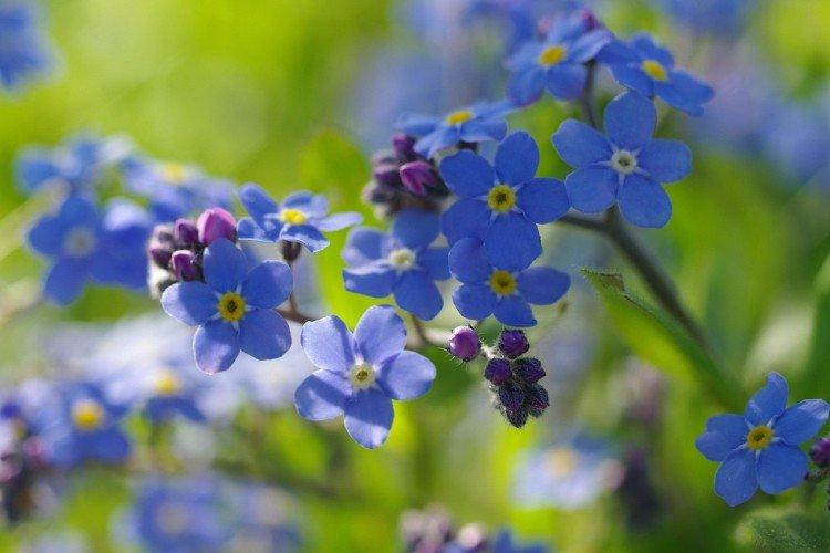 Forget-me-nots - photo